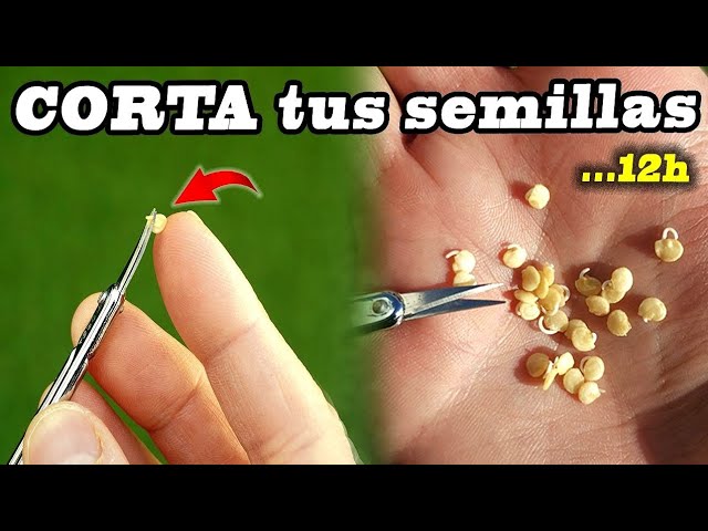 Cómo germinar frijoles Etapas y trucos sorprendentes para lograrlo