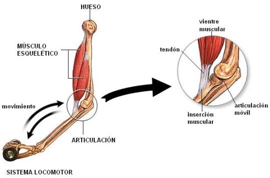 Cómo interactúan huesos y músculos en el cuerpo humano