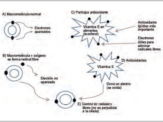 Cómo OXIDAR y REDUCIR Impactan Tu VIDA DIARIA y Bienestar