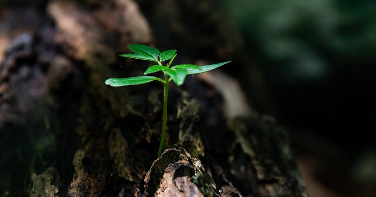 Cómo pueden los ejemplos de resiliencia inspirarte de forma impactante