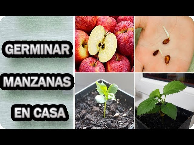 Cómo puedes germinar semillas en casa de manera efectiva