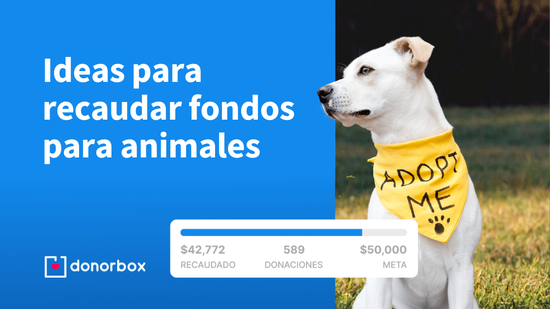 Cómo puedo cuidar de los animales Tips útiles para ayudarles