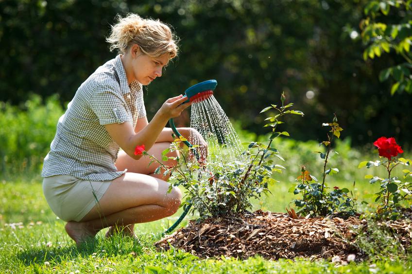 Cómo regar tus plantas adecuadamente y cuidar el agua