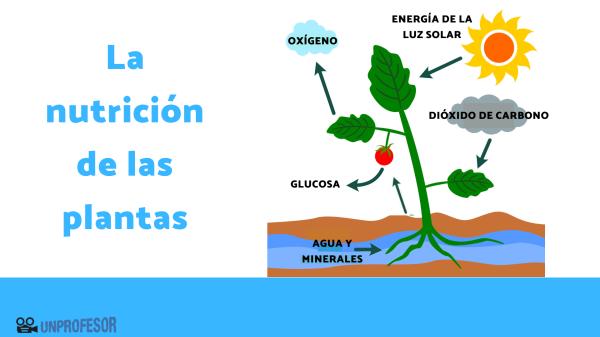 Cómo se alimentan las plantas y cuál es su proceso de nutrición