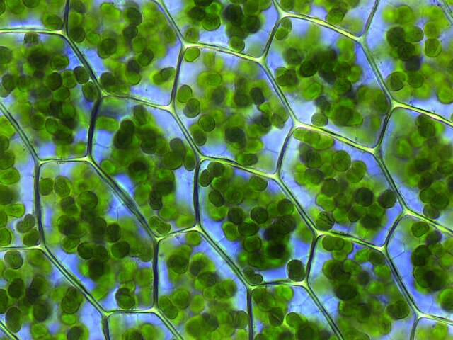 Cómo se almacena la clorofila en estructuras microscópicas