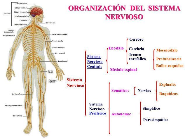 Cómo se divide y funciona el sistema nervioso humano