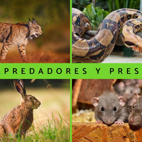 Cómo se manifiesta la lucha por la vida entre depredador y presa