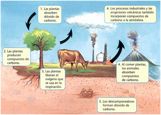 Cómo se nutren los seres vivos en su entorno y qué procesos usan