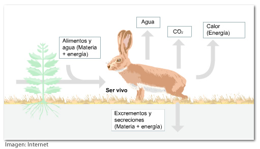 Cómo se produce el intercambio de materia y energía en un entorno vivo