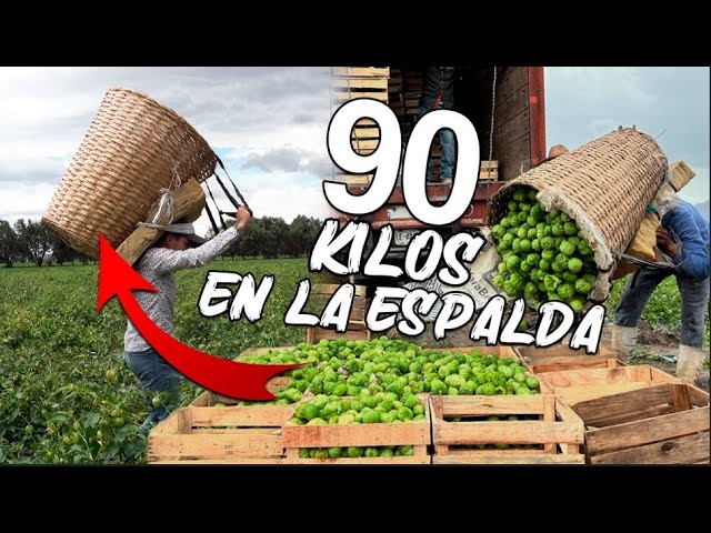 CÓMO SE PRODUCE EN EL CAMPO en MÉXICO: ¡Descúbrelo!