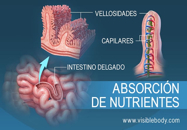 Cómo se produce la absorción de nutrientes en la sangre