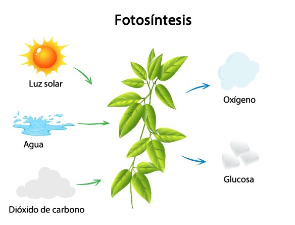 CÓMO SE PRODUCE UNA REACCIÓN QUÍMICA: ¡DESCÚBRELO!