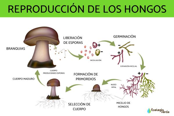 Cómo se reproducen los hongos y cuáles son sus métodos principales