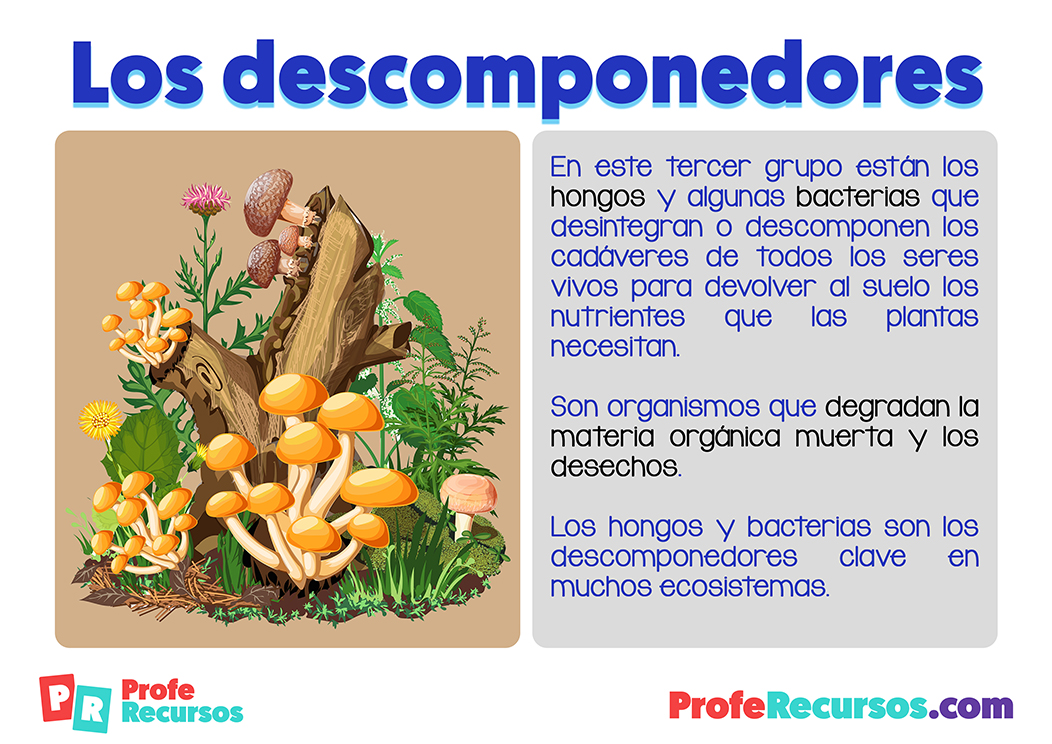 Cómo son los descomponedores esenciales en la cadena alimenticia