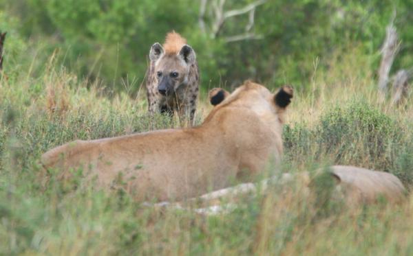 COMPETENCIA ENTRE ANIMALES: ¡Un CLARO en la SELVA!