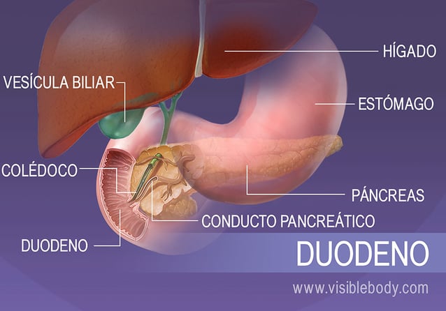 Conoces estos 20 impresionantes ejemplos de enzimas digestivas