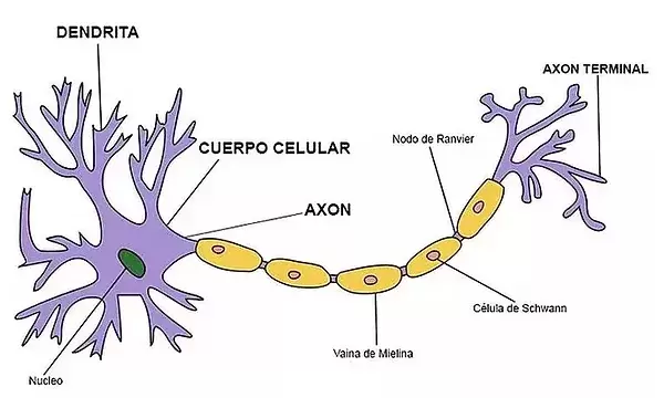 Conoces las partes esenciales de una neurona y su dibujo