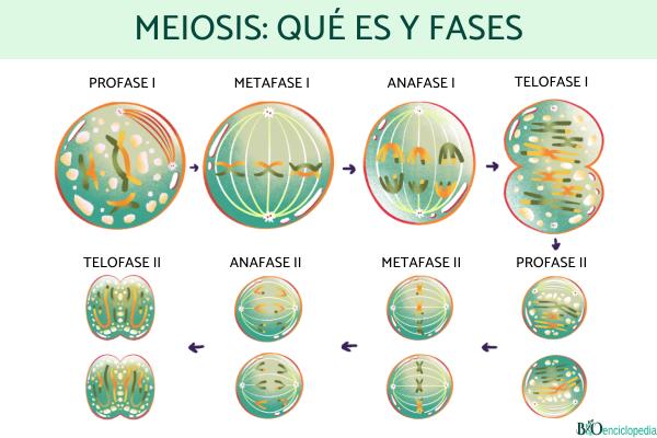Conoces los conceptos y fases de la meiosis que no sabías
