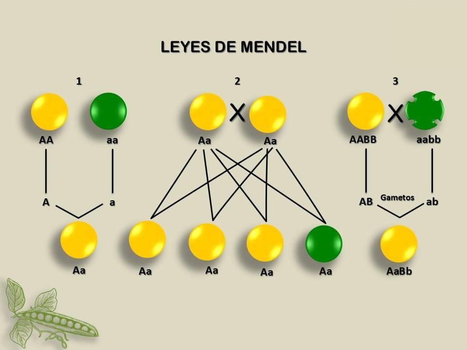 Conoces los sorprendentes ejemplos de la Ley de Mendel
