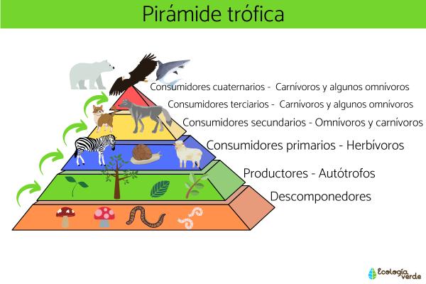 CONSUMIDORES en BIOLOGÍA: CLASIFICACIÓN y EJEMPLOS