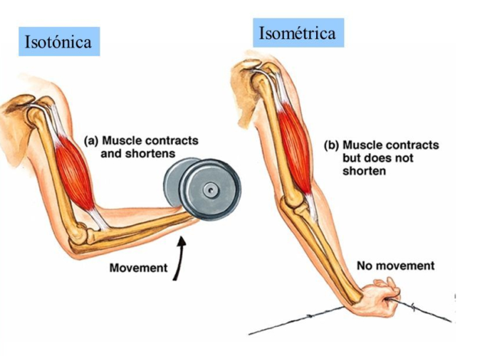 CONTRACCIONES MUSCULARES: DEFINICIÓN Y TIPOS CLAVE