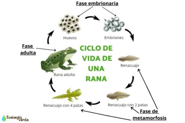 CRECIMIENTO de los SERES VIVOS: ¡Descubre su EVOLUCIÓN!