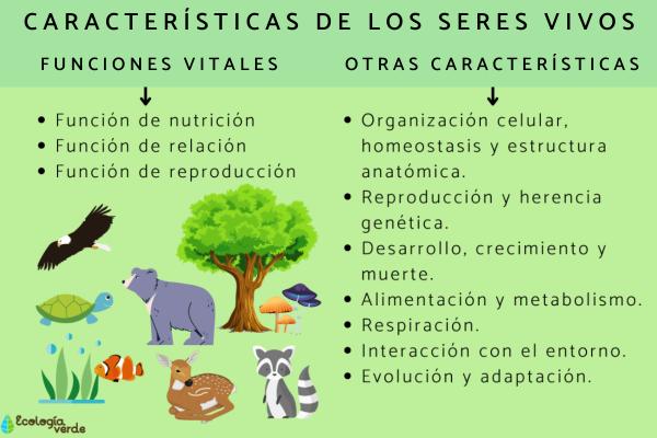CRÍA: Definición y CONCEPTO Esencial que Debes Conocer