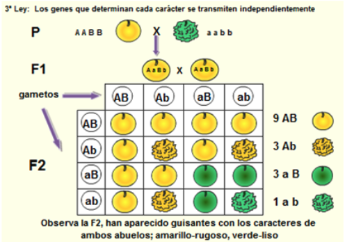 Cruces MONOHÍBRIDOS: Definición e Importancia Esencial