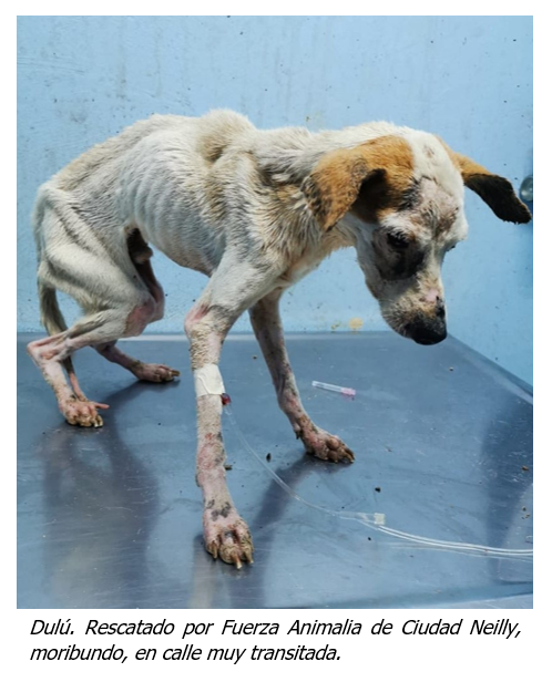 CRUELDAD: Qué es y su IMPACTO en PERSONAS y ANIMALES