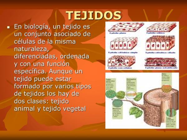 Cuál es el concepto y los tipos de vegetales esenciales en histología