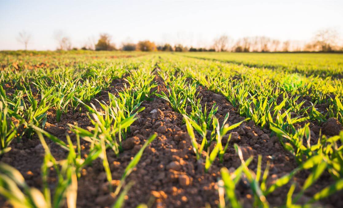 Cuál es el impacto ecológico de las cosechas en la sostenibilidad