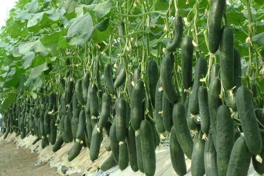 Cuál es el nombre científico del pepino y su definición clara