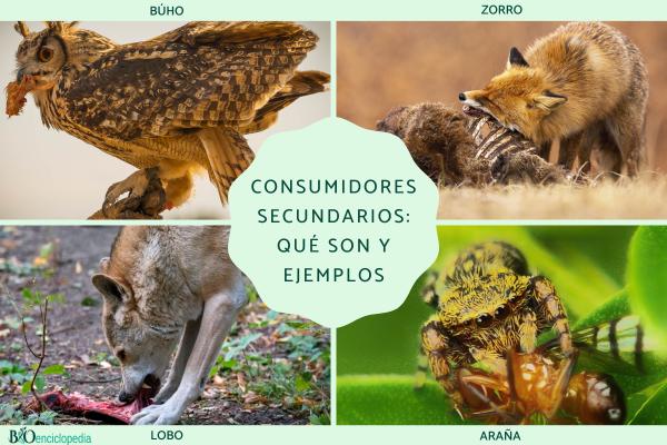 Cuál es el papel del consumidor secundario en la naturaleza