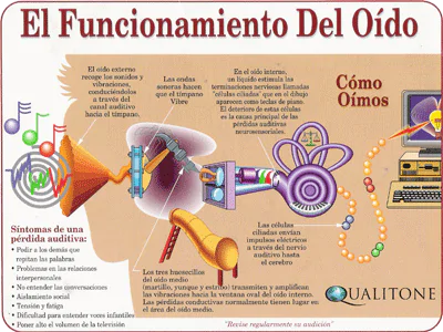 Cuál es el poder del oído en el sentido auditivo humano
