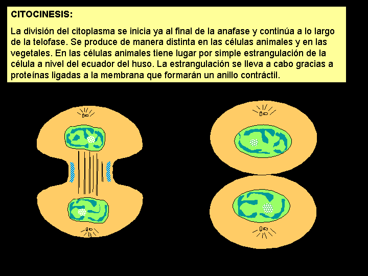 Cuál es el proceso de citocinesis en células vegetales y animales