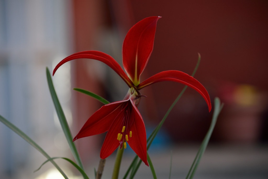 Cuál es el significado espiritual y simbolismo de la Flor de Lis