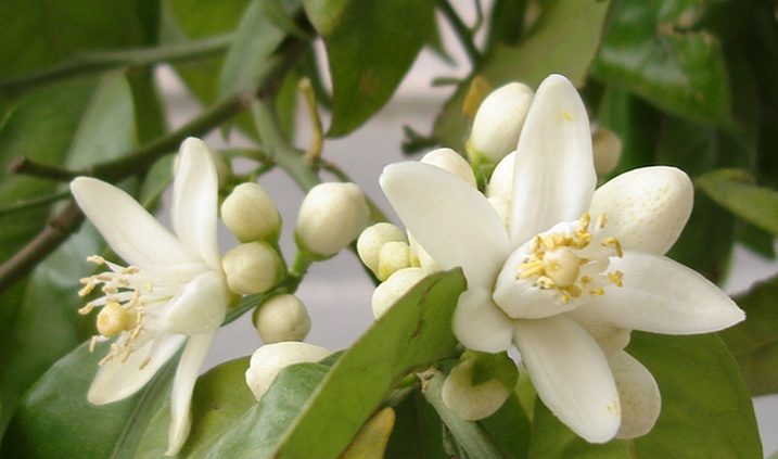 Cuál es el significado, tipos y usos de la flor de azahar en culturas
