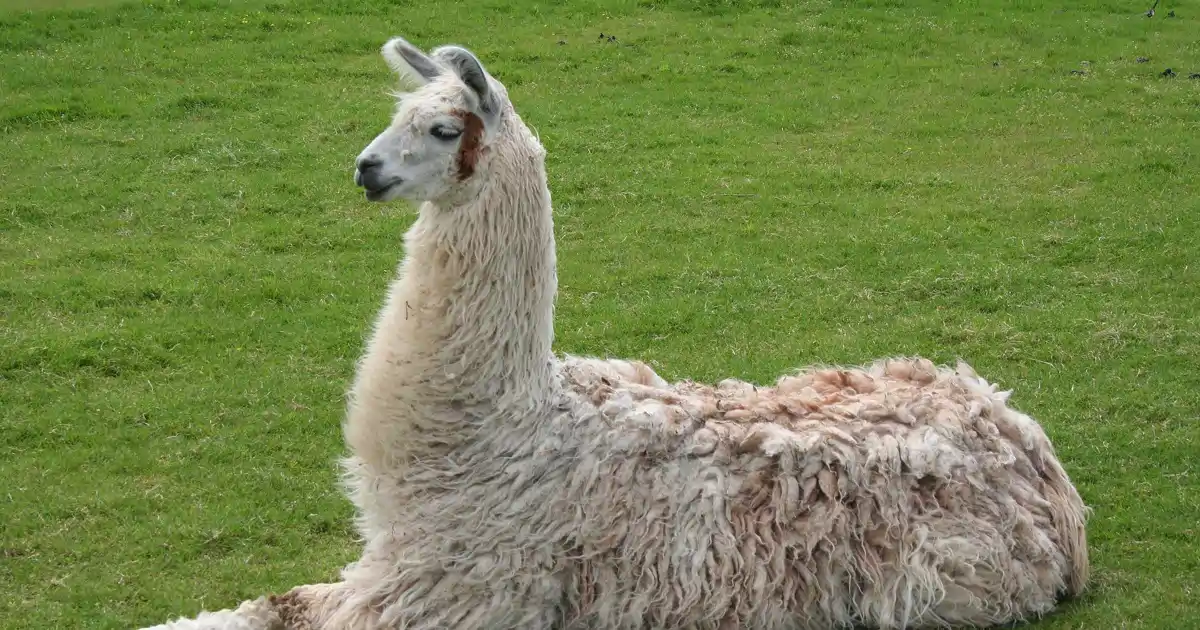 Cuál es el significado y definición sorprendente de llama