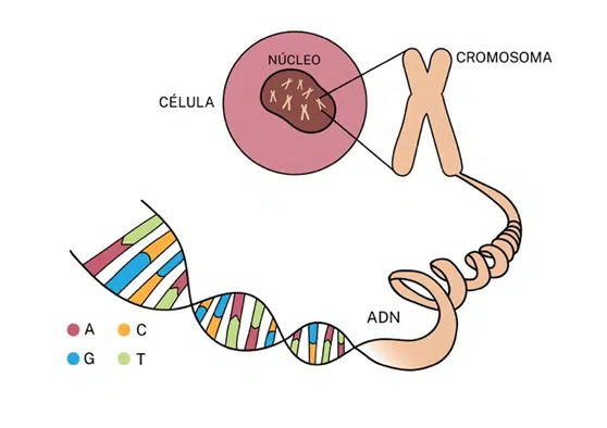 Cuál es el significado y la función del ADN en la biología