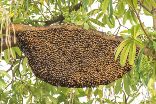 Cuál es Importancia, características y hábitat de las abejas