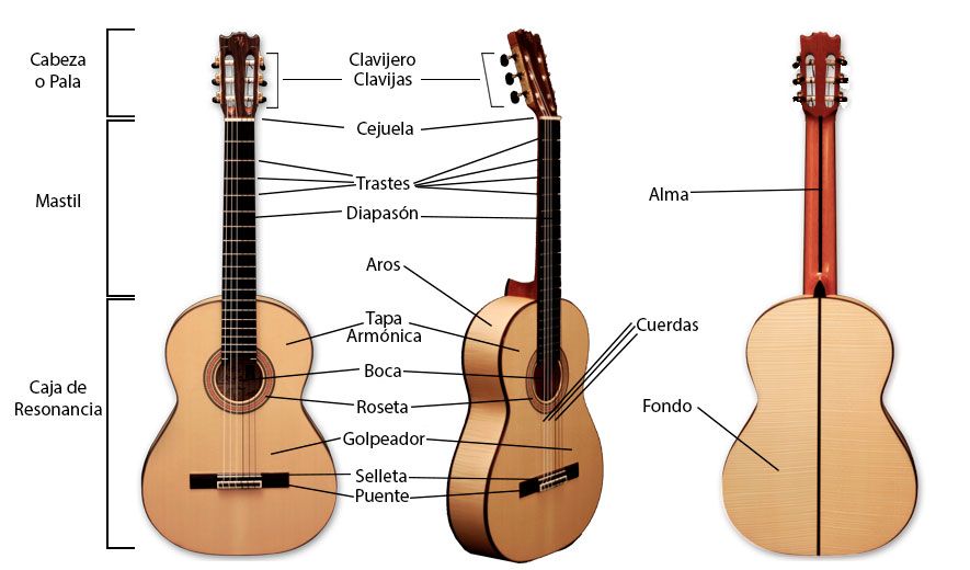 Cuál es Importancia del Mástil en la Música y su Influencia