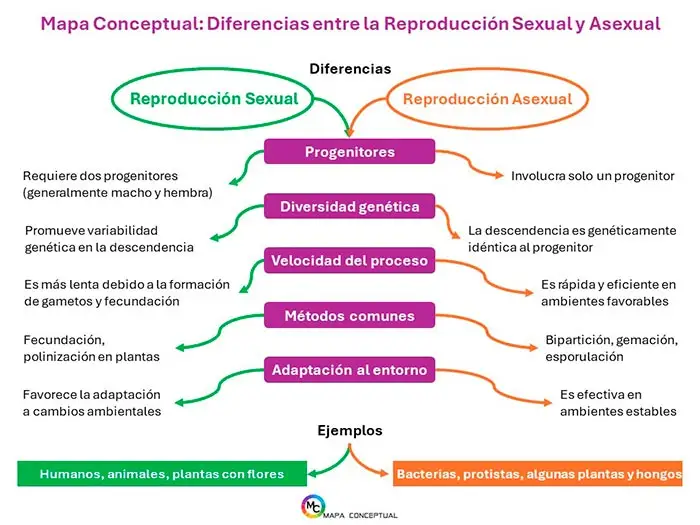 Cuál es la clave que diferencia lo sexual de lo asexual en personas