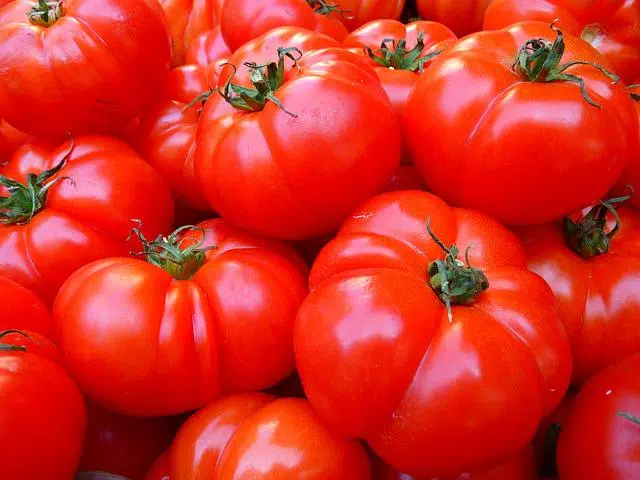 Cuál es la definición, características y origen del tomate