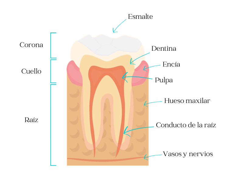 Cuál es la definición clara y el concepto esencial de ENCIA
