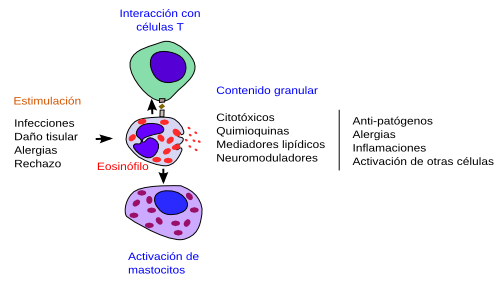 Cuál es la definición de eosinófilos y su rol en la salud