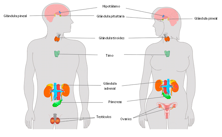 Cuál es la definición del sistema endocrino y sus partes esenciales