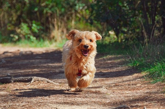 Cuál es la definición y características del término canino