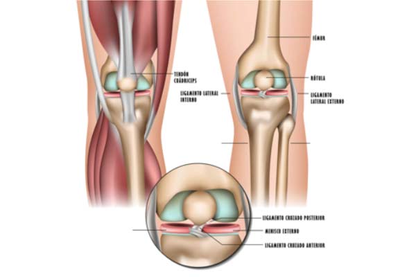 Cuál es la definición y concepto claro de la rodilla