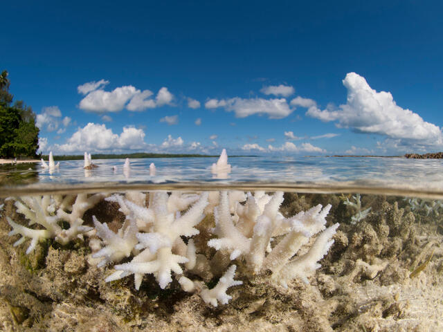 Cuál es la definición y concepto de coral que debes conocer
