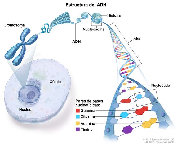 Cuál es la definición y concepto de la adenina en biología